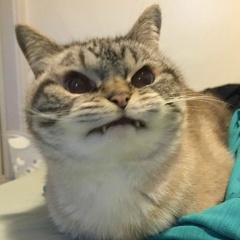 Евгений Гришин