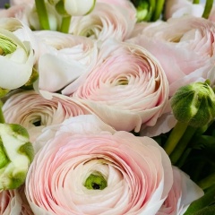 Офелия Офелия, 27.05, Москва