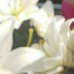 Елена Шкабара, 19.06, Санкт-Петербург