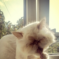 Юрий Фоменко