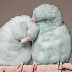 Mariya Mariya, 16.12, Москва