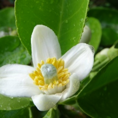 Costas Pararis, 31.01, Limassol