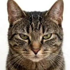 Рома Великий, Екатеринбург