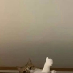 Рукийа Жаваева, 03.02