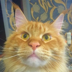 Дмитрий Бунецкий, Киев