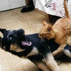 Виталий Николайчук, 14.07.1986, Москва