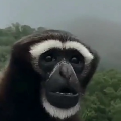 Nghethuat Phatgiao, 25.04.1956, Washington, D.C.