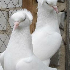 Матжан Матжан, 22.03.1988, Москва