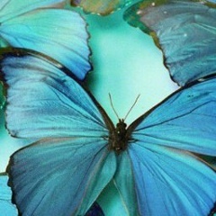 Ainazik Momukulova, 01.05.1998, Ош