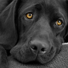 Анжелика Смирнова, 28.01.1995, Боярская