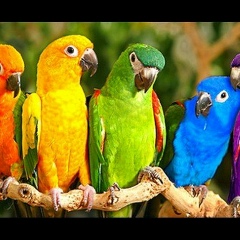 Александра Шкилёва, 10.05, Радужный