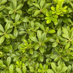 Nadia Zhirova, 26.09, Москва