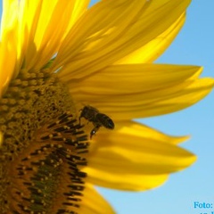 Geiner Penate, 14.11.1979