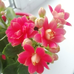 Анна Машеева, Оер