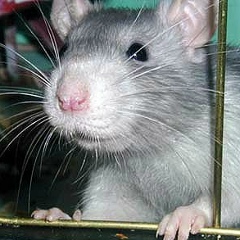 Серый Крыс, 04.09, Москва