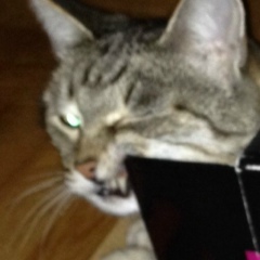 Михаил Ковалев, 15.11.1990, Усть-Каменогорск