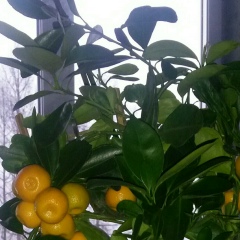 Ольга Газимова, 06.08.1984, Санкт-Петербург