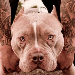 Dulat Zhabayev, 24.11.1988, Алматы