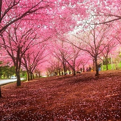 Роман Чубатюк, Одесса