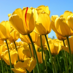 Aman Amanov, 30.05.1990, Маарду