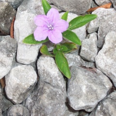 Марине Бейбутян, 29.12.1985