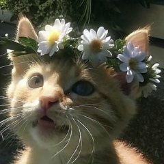 Котик Кукл, 04.07, Казань