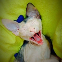 Elizaveta L'vova, 10.02, Астана