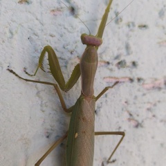 Ирина Кравченко, 08.04.1998, Алматы