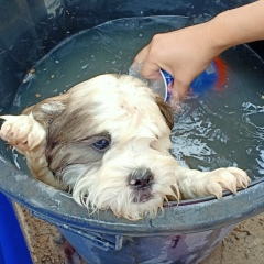 คนของ หัวจัย, 03.07.1986, Chiang Mai