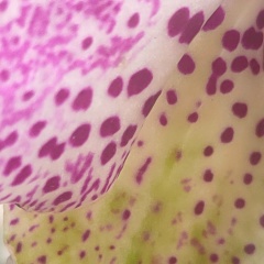 Эльвира Гурьева, 05.09.1981, Москва