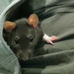 Алексей Циркин, Ульяновск