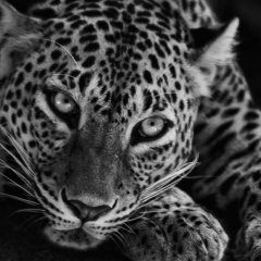 Ирина Дмитриевна, Москва