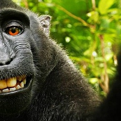 Никитос Негритос, 31.12.1923, Мингечевир