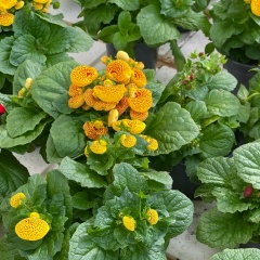 Sasha L, Москва