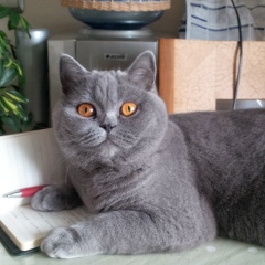 Анастасия Демир, 01.02, İstanbul