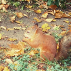 Татьяна Коршунова, Великий Новгород