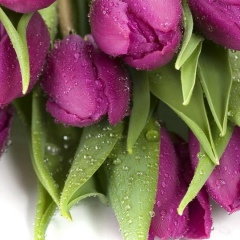 Раъно Османова, 12.12.1991