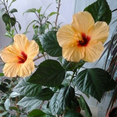 Альмира Н, 12.04, Уфа