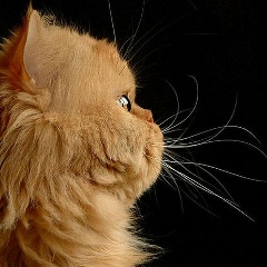 Евгений Шастин, 10.03.1990, Новосибирск