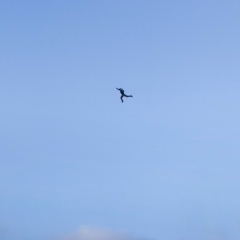 Александр Ковалев