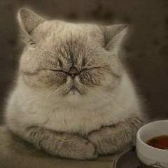 Алексей Сучков, Санкт-Петербург