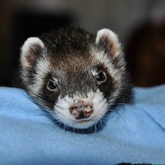 Анна Сергеевна-Н, 15.07, Советская Гавань