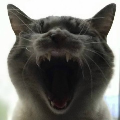 Ирина Пекин, 11.12, Тобольск