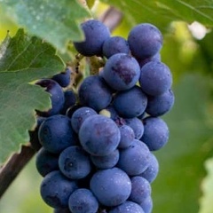 Виктор , Великий Новгород