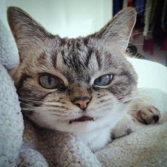 Vasya Armor, 22.04, Тольятти