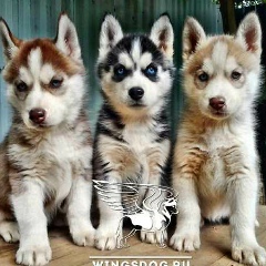 Наталья Люткина, Москва