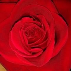 Фрося Митрофанова, 08.03.1992