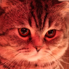 Иван Жаков, Пермь