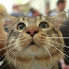 Евгений Бондарейко, 26.06.1987, Москва