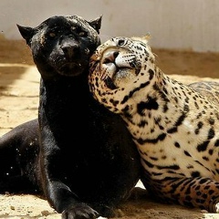 Гаухар Даулетова, 28.03.1988, Antwerpen